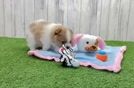 Meet Sierra - our Pomeranian Puppy Video