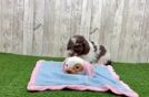 Little Poodle Purebred Pup