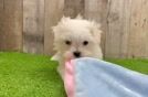 Fluffy Maltese Purebred Puppy