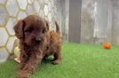 Fluffy Cavapoo Poodle Mix Pup