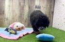 Mini Bernedoodle Pup Being Cute
