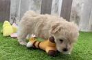 Friendly Maltipoo Baby