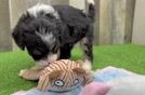 Cute Mini Bernedoodle Baby