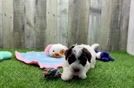 Petite Havapoo Poodle Mix Pup