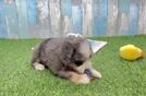 Sweet Mini Bernedoodle Baby