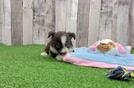 Meet Austin - our Mini Aussie Puppy Video