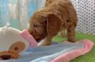 Playful Mini Groodle Poodle Mix Puppy