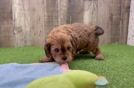 Sweet Cavapoo Baby