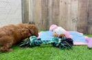 Little Cavipoo Poodle Mix Puppy