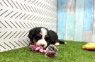 Mini Bernedoodle Pup Being Cute
