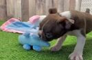 Boston Terrier Pup Being Cute