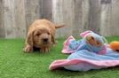 Mini Goldendoodle Pup Being Cute