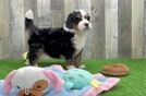 Adorable Mini Bernadoodle Poodle Mix Puppy