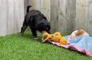 Meet Heartstring - our Mini Aussiedoodle Puppy Video