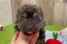 Playful Mini Aussiepoodle Poodle Mix Puppy