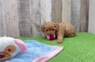 Best Cavapoo Baby