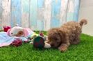 Popular Cavapoo Poodle Mix Pup