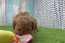 Cavapoo Pup Being Cute