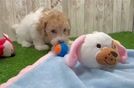 Sweet Toy Poodle Purebred Puppy