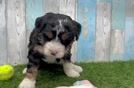 Friendly Mini Bernedoodle Baby