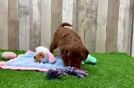 Funny Mini Irish Doodle Poodle Mix Pup