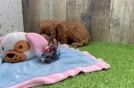 Best Cavapoo Baby