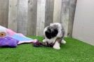 Mini Bernedoodle Puppy for Adoption