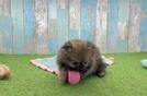 Pomeranian Pup Being Cute