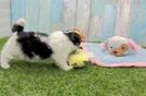 Havapoo Pup Being Cute