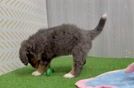 Popular Mini Bernedoodle Poodle Mix Pup