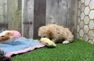 Meet Zach - our Maltipoo Puppy Video