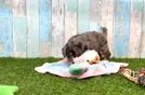 Best Mini Bernedoodle Baby