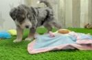 Mini Huskydoodle Puppy for Adoption