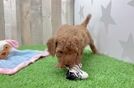 Playful Mini Groodle Poodle Mix Puppy