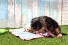 Sweet Mini Bernedoodle Baby