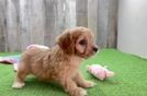 Cavapoo Pup Being Cute