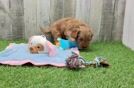 Cavapoo Pup Being Cute
