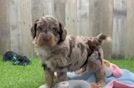 Energetic Aussie Poo Poodle Mix Puppy