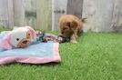 Cavapoo Pup Being Cute