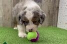 Playful Mini Bernepoo Poodle Mix Puppy