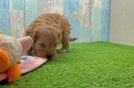 Cavapoo Pup Being Cute