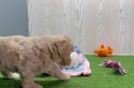 Maltipoo Pup Being Cute