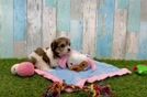 Best Cavachon Baby