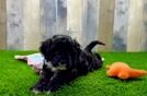 Cockapoo Puppy for Adoption