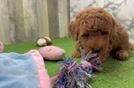 Meet Baker - our Mini Irish Doodle Puppy Video