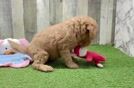 Cute Mini Goldendoodle Baby