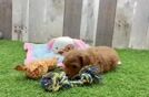 Cavapoo Puppy for Adoption