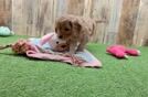 Cavapoo Puppy for Adoption