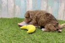 Meet Enrique - our Havapoo Puppy Video
