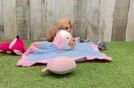 Poochon Puppy for Adoption